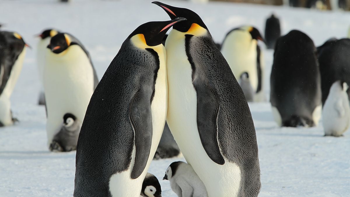 Vědci se obávají o kolonie tučňáků. Dostala se mezi ně ptačí chřipka